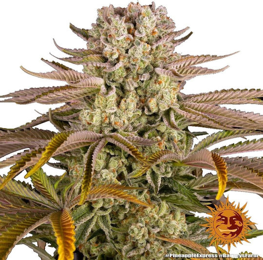 Barneys Farm Seeds Cannabis 3pcs