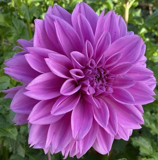 Holland Bulb Bulb Dahliaς Lavandă Lila