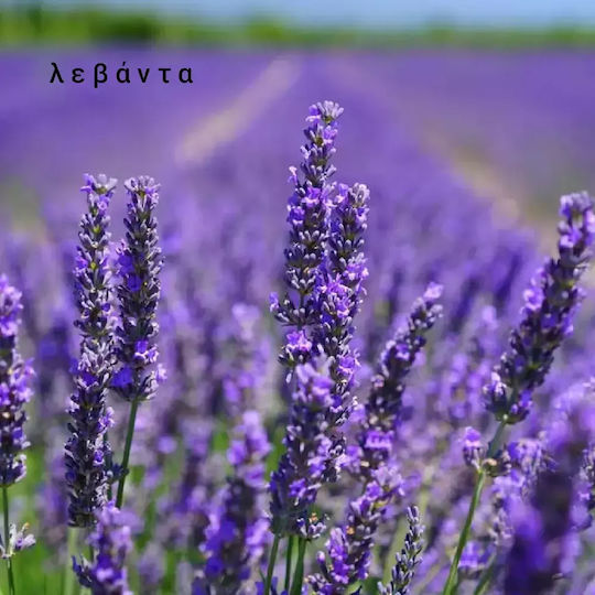 Aromatische Sojakerze Weibliches Gesicht Florale Muse Honig
