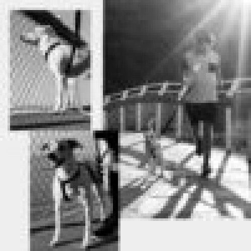 Zee-Dog Hundeleine/Führleine Riemen