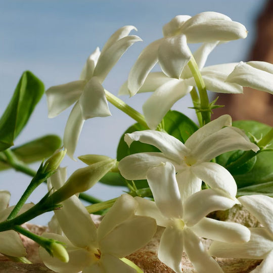Dolce & Gabbana Q By Dolce & Gabbana Парфюмна вода 50мл