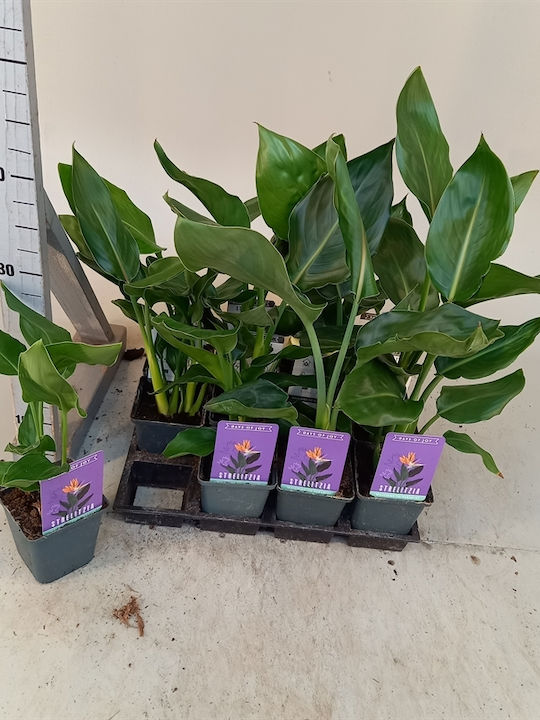 Strelitzia Nicolai