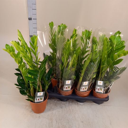 Zamioculcas Zamiifolia 3+lăstari