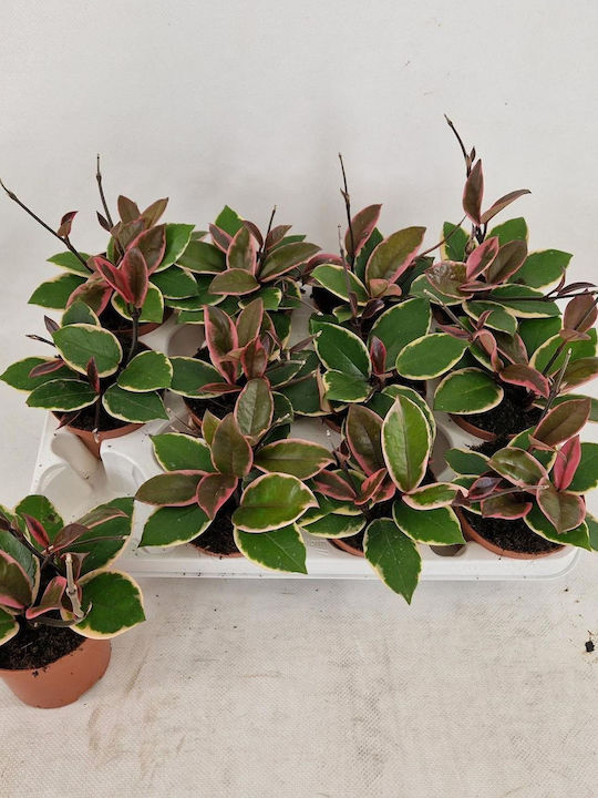 Χόγια Hoya Flamingo Dream