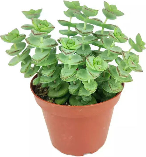 Crassula Crassula
