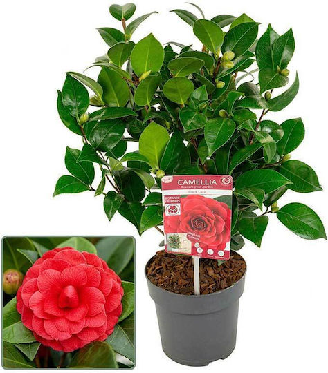 Camellia 'black Lace' 15cm