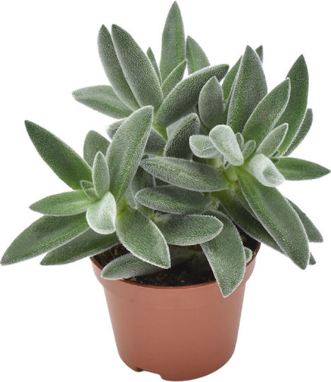 Crassula Crassula