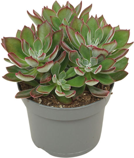 Echeveria
