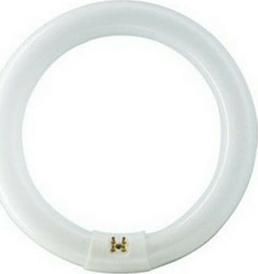 Ledvance AC34186 Λάμπα Φθορίου για Ντουί G10Q 22W