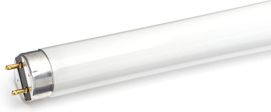 Aca Λάμπα Φθορίου για Ντουί G13 με Σχήμα T8 58W