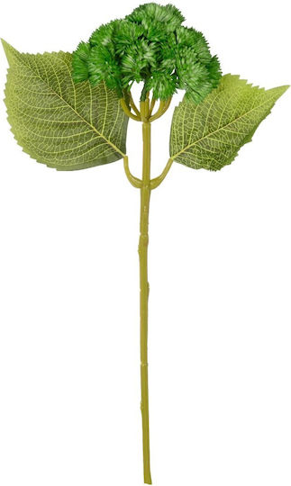 Olivenbaum GloboStar Olivenbaum GloboStar