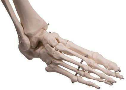 3b Scientific Schelet uman Manechin de antrenament medical pentru schelet uman