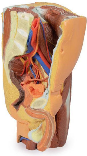 Erler Zimmer Internal Organs Model