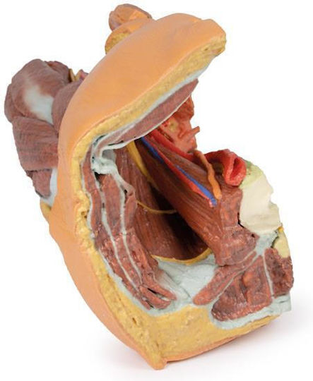 Erler Zimmer Internal Organs Model