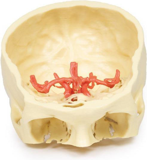 Erler Zimmer Skull/Head Model