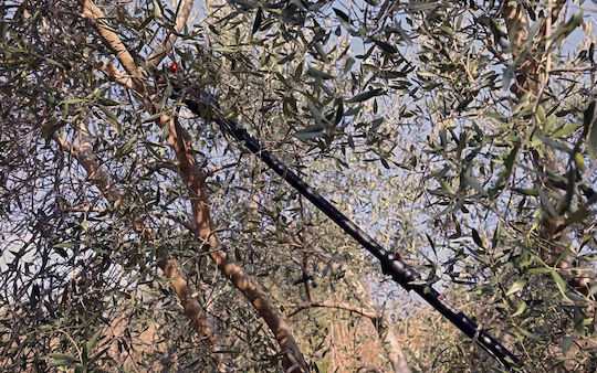 Zanon ZP 190LP Τηλεσκοπικό Κονταροπρίονο Μπαταρίας 18V 2x5Ah Συνολικού Μήκους 260cm και Λάμα 20.5cm