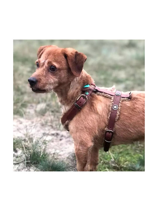 Σαμαράκι Dwam Teddy Dog Harness Small
