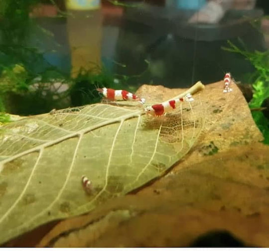 Dennerle Catappa Leaves Aquarium Wasserbehandlung zum Umweltschutz
