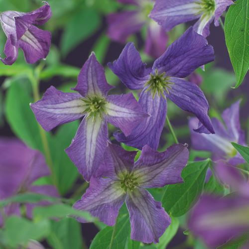 Clematis Viticella Clematis Viticella