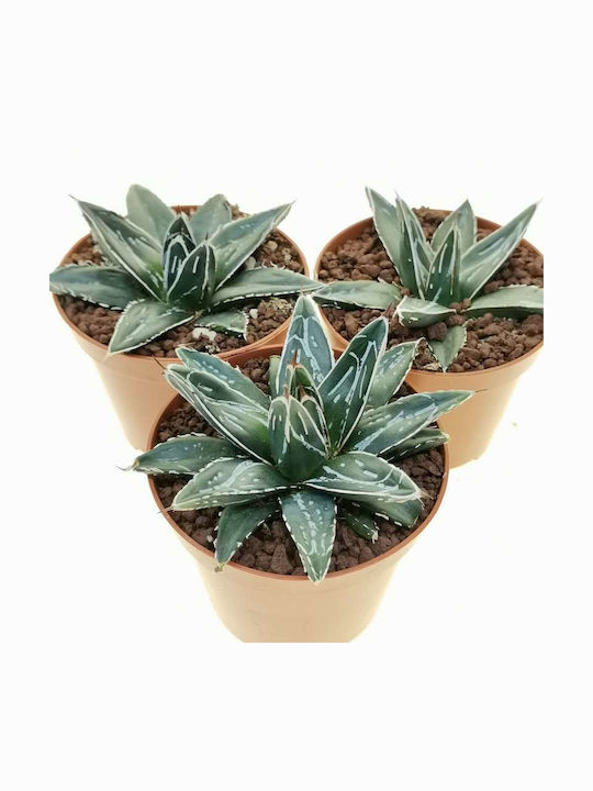 Αγάβη Agave Victoriae Reginae 'βασίλισσα Βικτωρία'