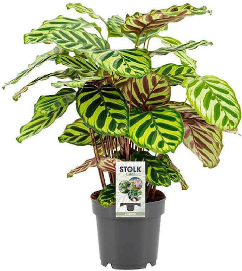 Calathea Makoyana 12cm Calathea Makoyana 12cm
