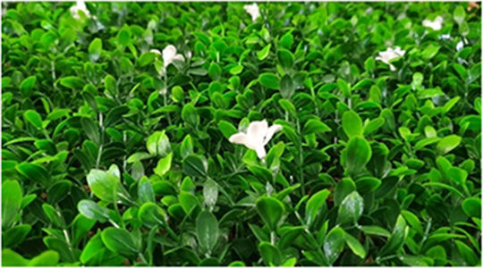 Ecoshadow Artificial Foliage Panel 50x50cm