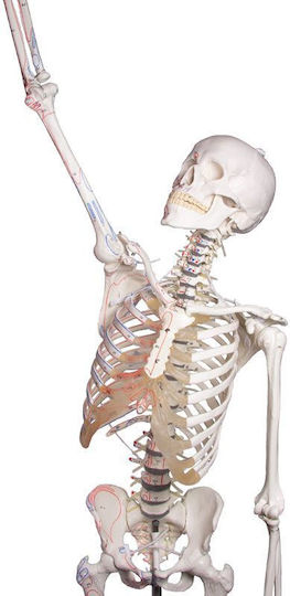 Erler Zimmer Human Skeleton Model