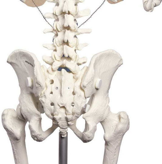 Erler Zimmer Manechin de antrenament medical pentru schelet uman