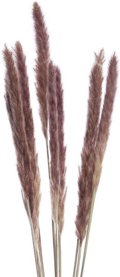 Florista Iarbă de Pampas 70cm Plastic Natural