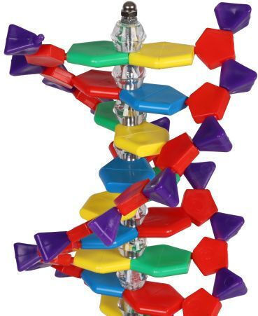 Doppelhelix DNA Erler Zimmer