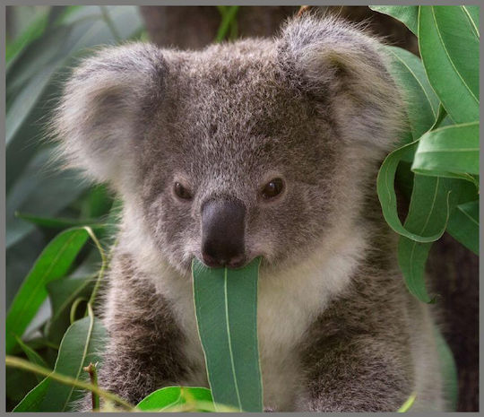 Brainstorm Cute Animals Proiector de Povești pentru 3+ ani Ani
