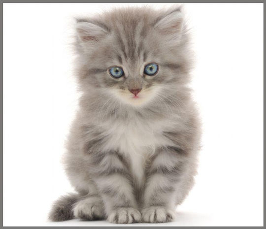Brainstorm Cute Animals Proiector de Povești pentru 3+ ani Ani