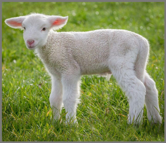 Brainstorm Cute Animals Proiector de Povești pentru 3+ ani Ani