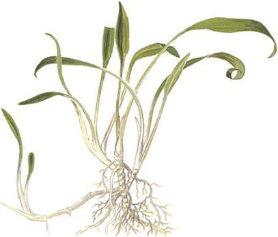 Tropica Parva 1-2-grow Lebende Aquariumspflanze Cryptocoryne Nevilli