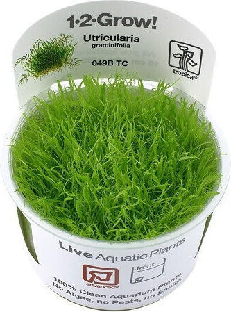 Tropica Utricularia graminifolia 1-2-Grow
