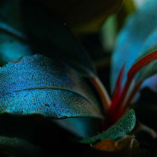 Tropica Lebende Aquariumspflanze Bucephalandra