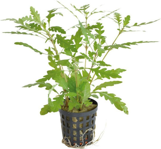 Plantă acvatică vie Hygrophila polysperma