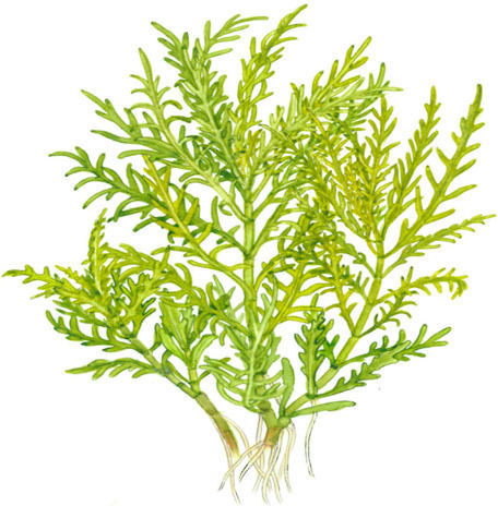 Tropica 1-2-grow Ζωντανό Φυτό Ενυδρείου Hygrophila Polysperma