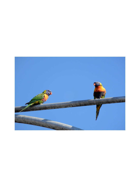Πίνακας Parrots On A Metal Bar Παπαγάλοι Μεταλλική Μπάρα 90x60