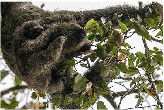 Πίνακας Sloth Baby In Tree Sloth Baby In Tree 90x60