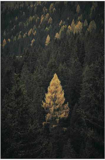 Πίνακας Golden Tree In Dense Forest Χρυσό Δέντρο Πυκνό Δάσος 60x90