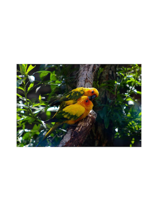 Πίνακας Pair Colorful Parrots Ζευγάρι Πολύχρωμοι Παπαγάλοι 150x100