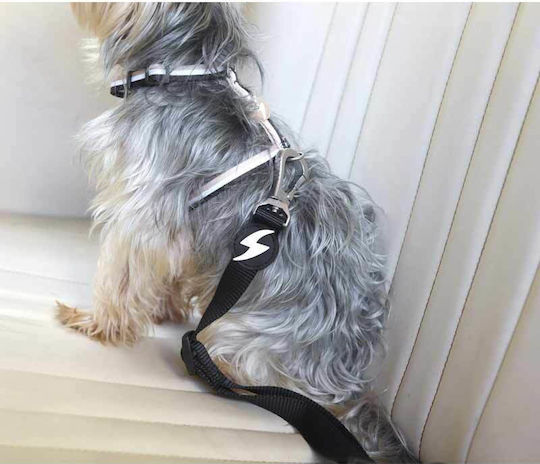 Dashi Seatbelt Car for Dog Black