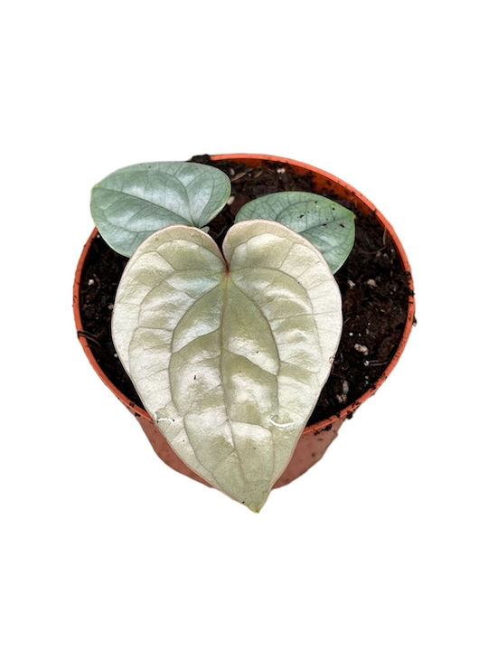 Anthurium Luxurians Anthurium Luxurians