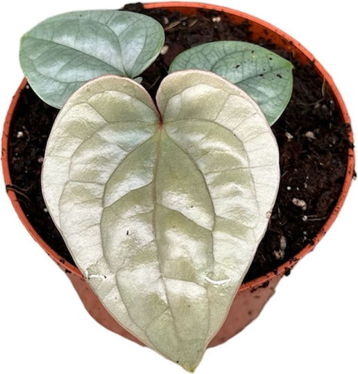 Anthurium Luxurians Anthurium Luxurians