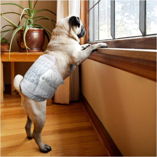Clean Pets Schimb de scutece pentru câini Mici / Foarte mic 12buc