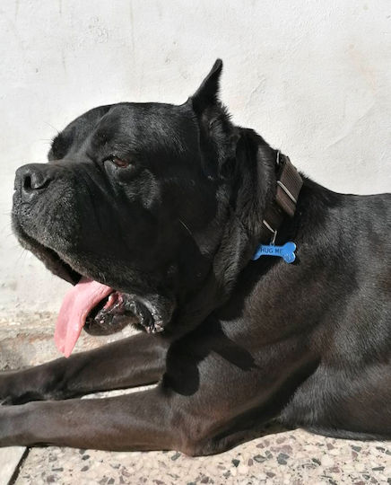 Hundezubehör Knochen Blau