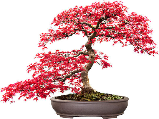 Bonsai Growing Kit Bamboo Κυριαρχήστε Στην Τέχνη Του Μπονσάι