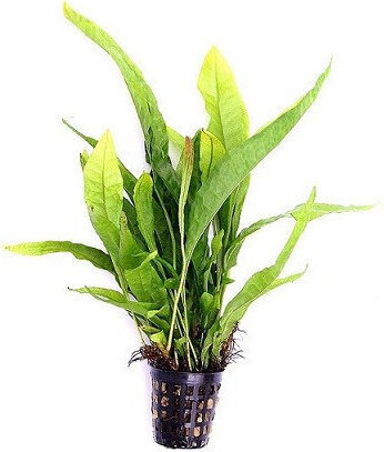 Dennerle Pot Ζωντανό Φυτό Ενυδρείου Microsorum