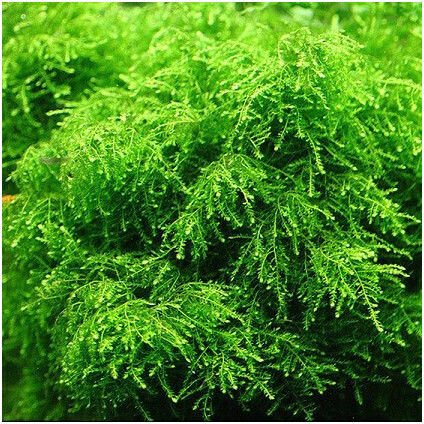 Misirlis Aquarium Live Aquarium Plant